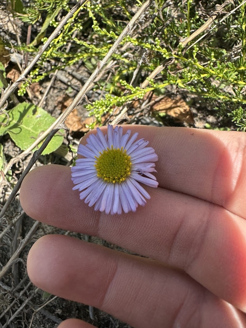 Saints Fleabane photo 4