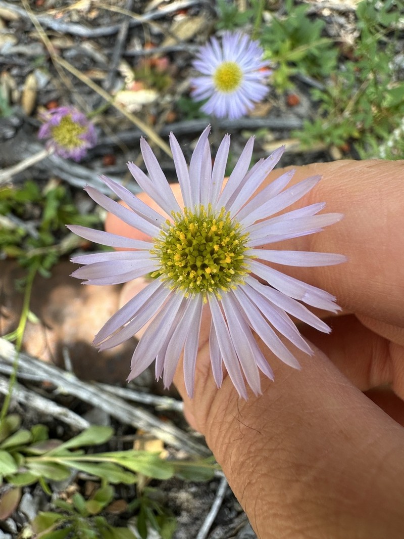 Saints Fleabane photo 5