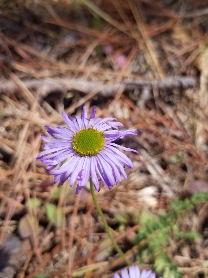 Saints Fleabane photo 6
