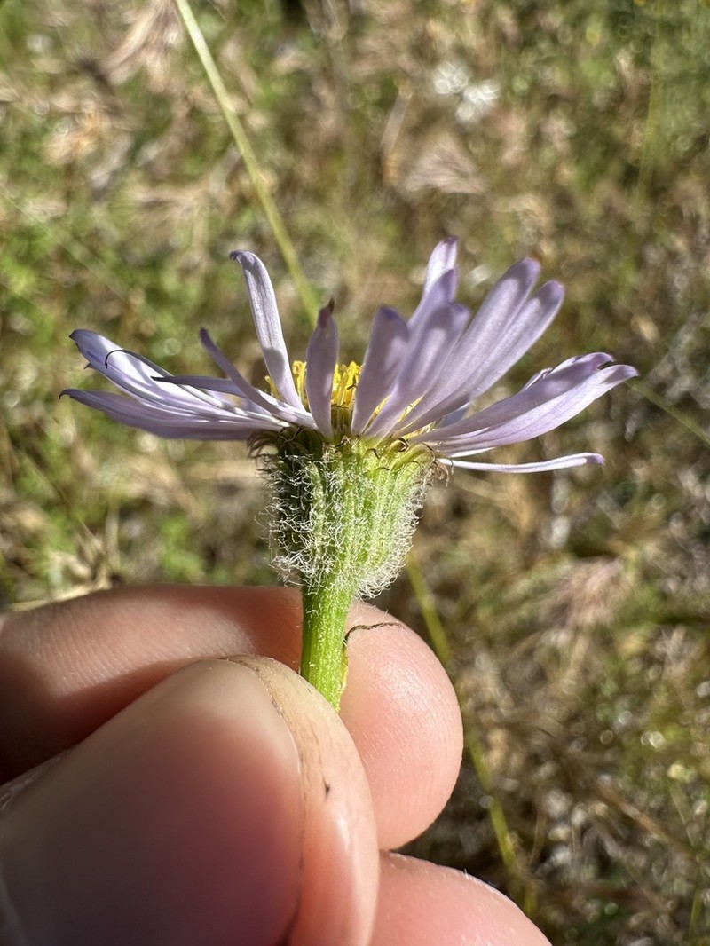 Saints Fleabane photo 7