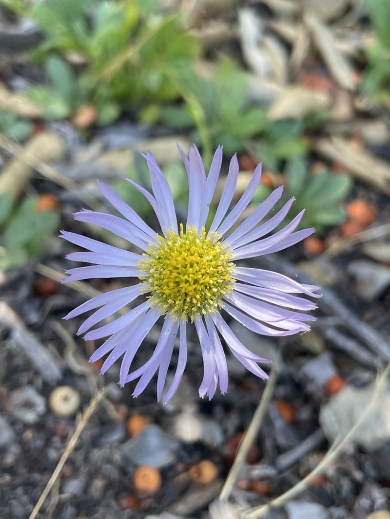 Saints Fleabane photo 8