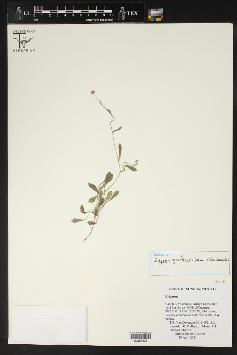 Erigeron saracachiensis