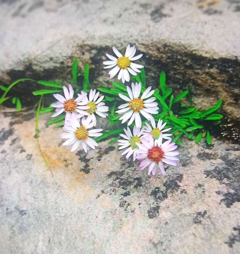 Rock Fleabane