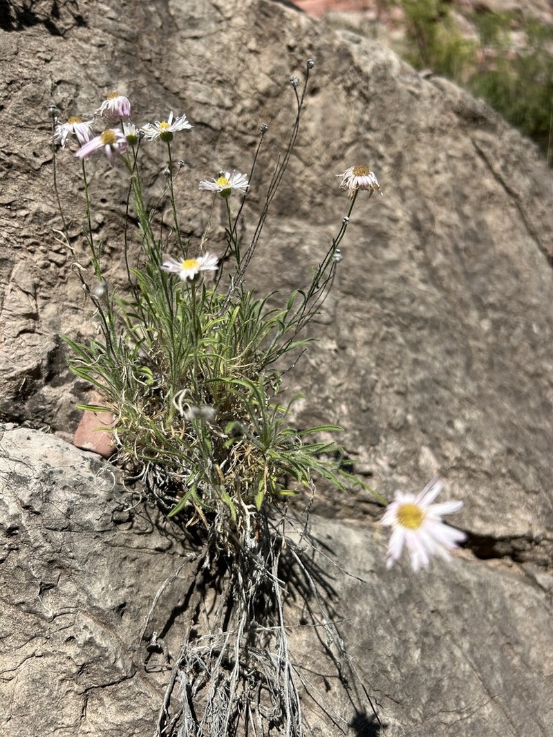 Rock Fleabane photo 4