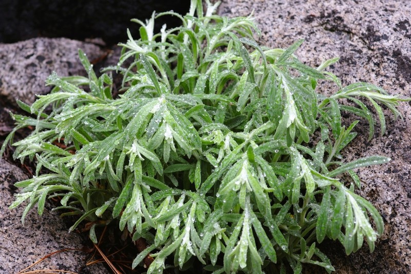 Rock Fleabane photo 5