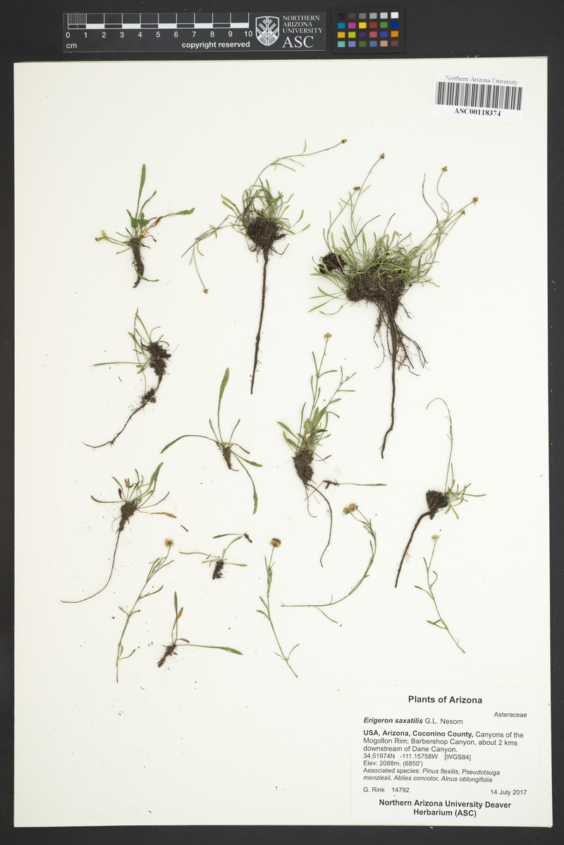 Rock Fleabane photo 6