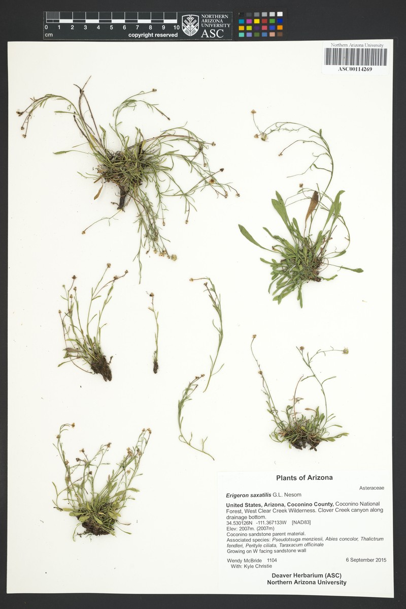 Rock Fleabane photo 7