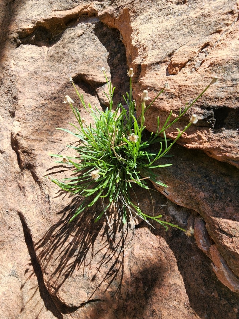 Rock Fleabane