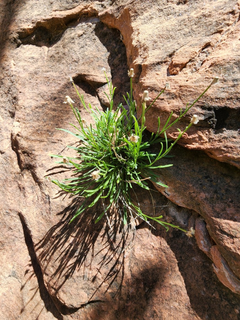 Rock Fleabane photo 2
