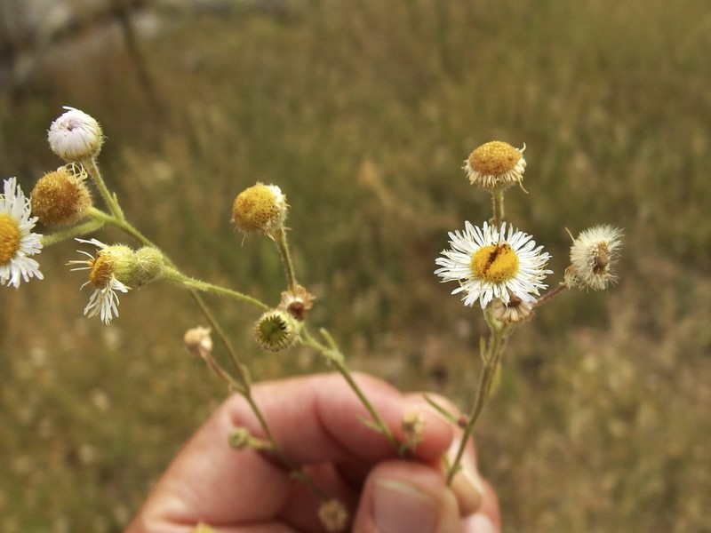 Scepterbearing Fleabane