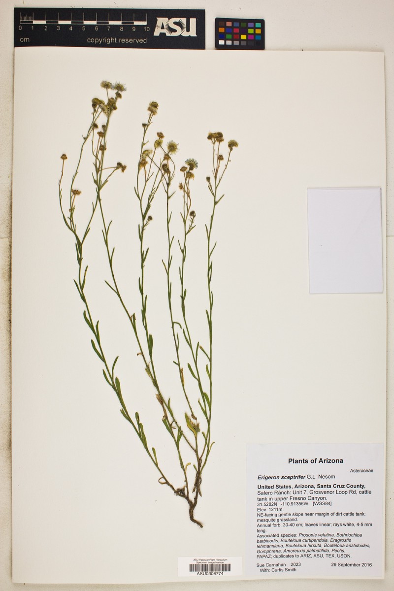 Scepterbearing Fleabane photo 3