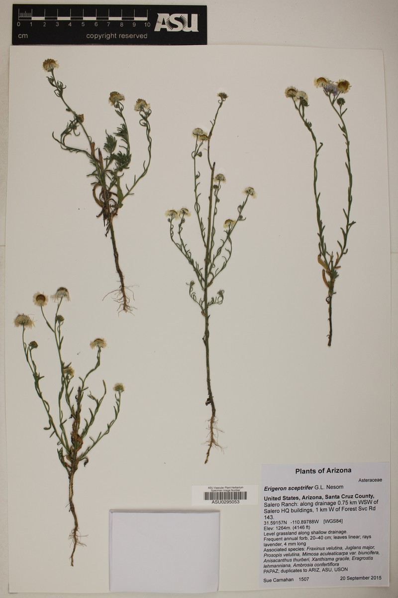 Scepterbearing Fleabane photo 4