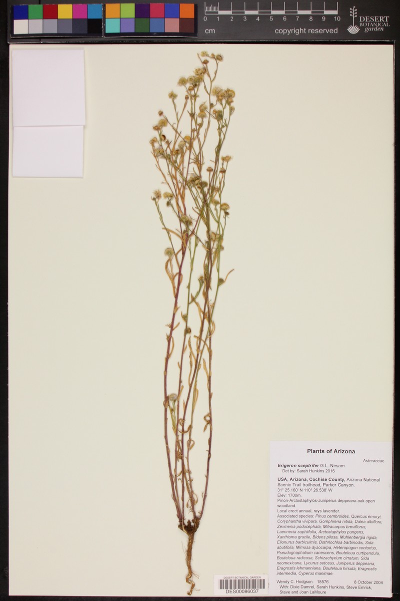 Scepterbearing Fleabane photo 5