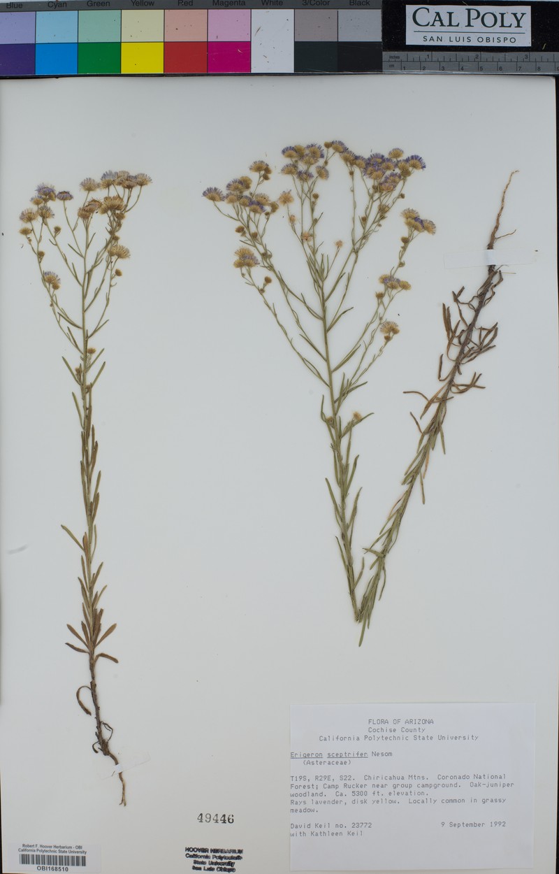 Scepterbearing Fleabane photo 6