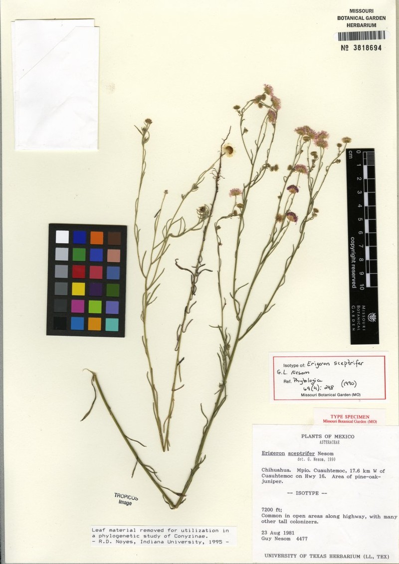 Scepterbearing Fleabane