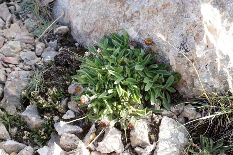 Erigeron schalbusii