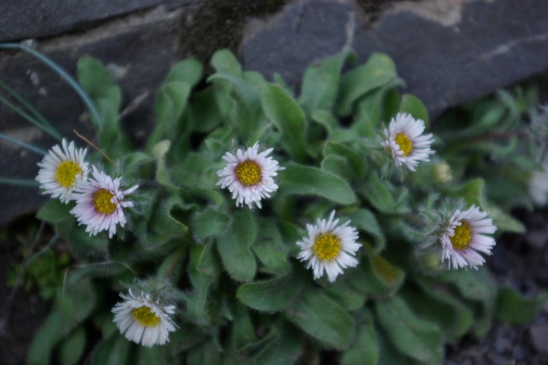 Erigeron schalbusii photo 2