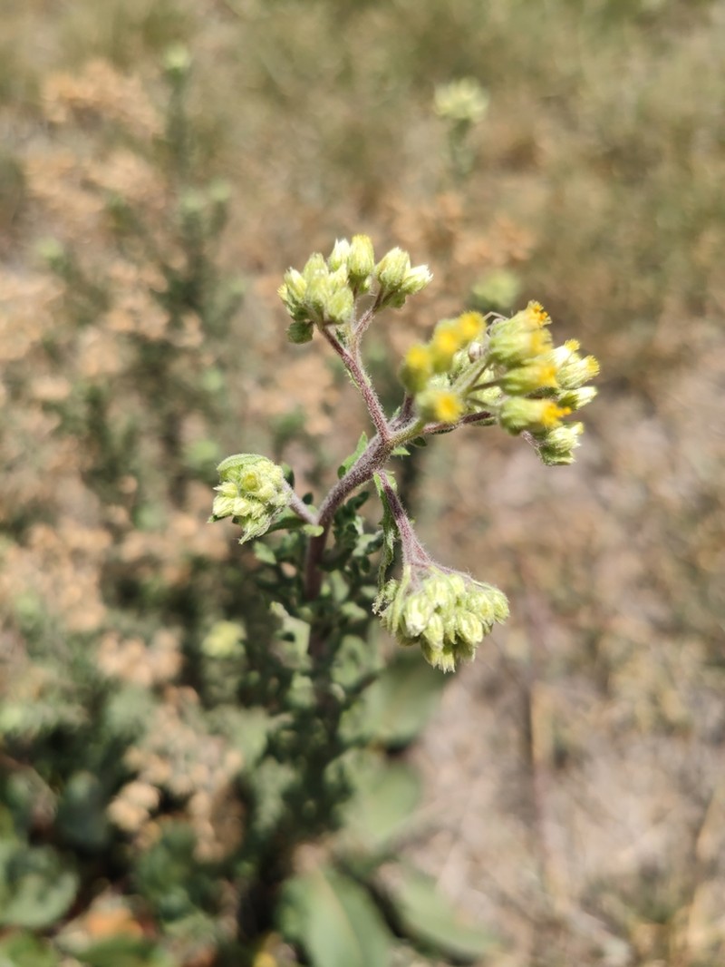 Erigeron schimperi