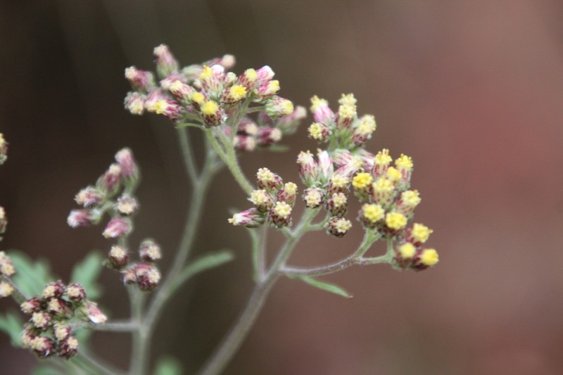 Erigeron schimperi photo 5