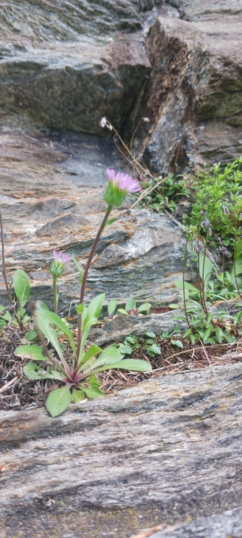 Erigeron gaudinii