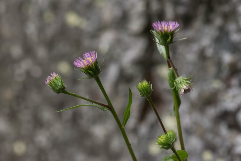 Erigeron gaudinii photo 2