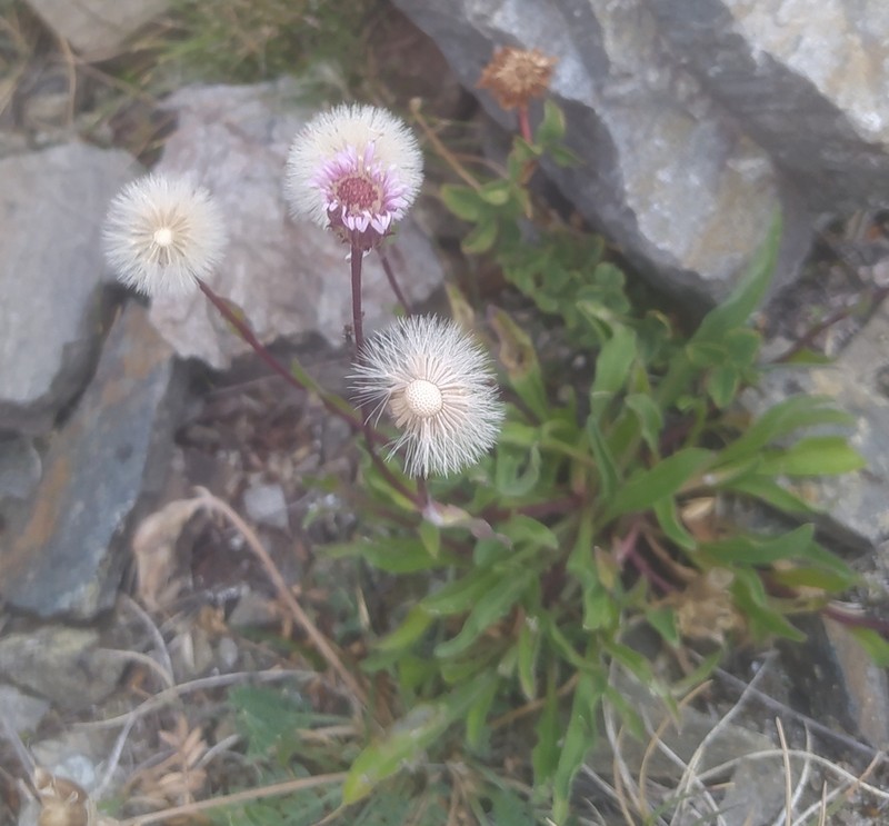Erigeron gaudinii photo 3