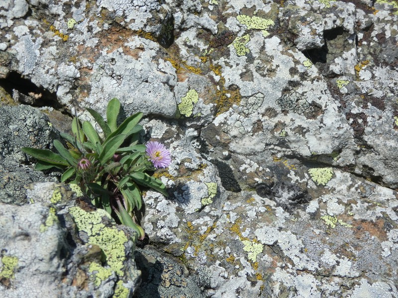 Erigeron gaudinii photo 4