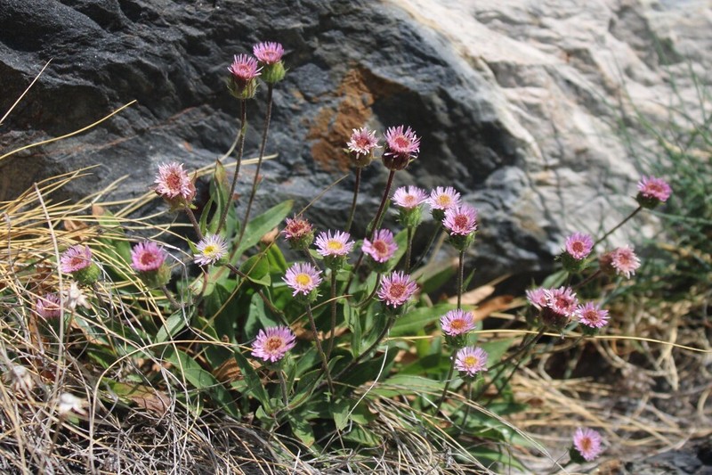 Erigeron gaudinii photo 5