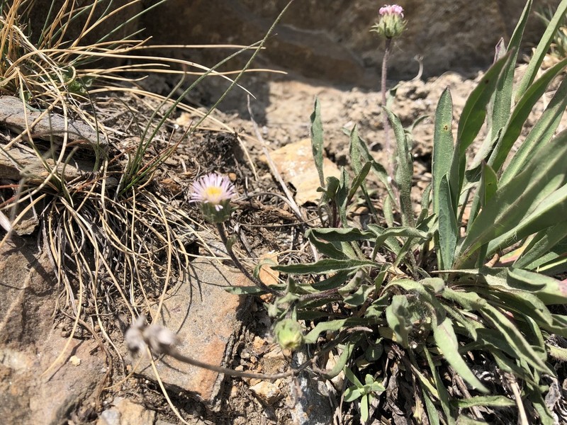 Erigeron gaudinii photo 6