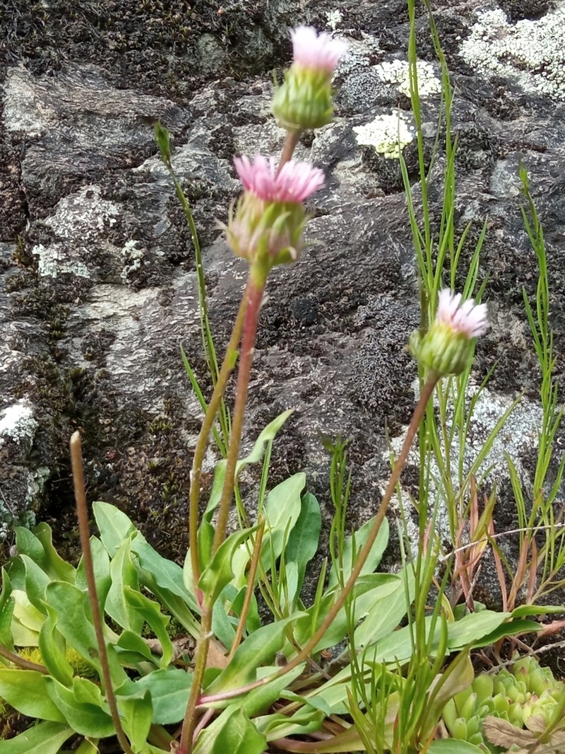 Erigeron gaudinii photo 7