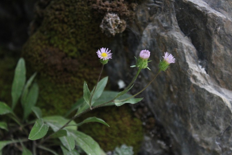 Erigeron gaudinii photo 8
