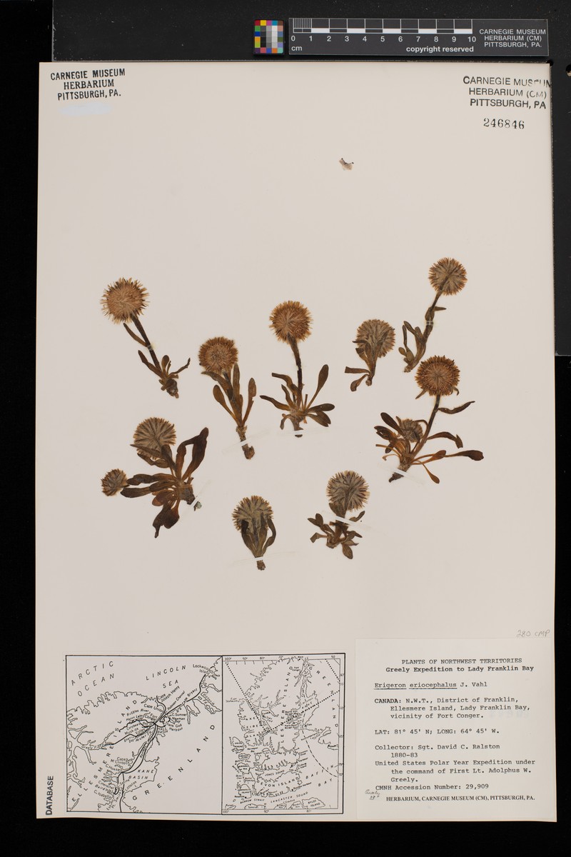 Erigeron schmalhausenii