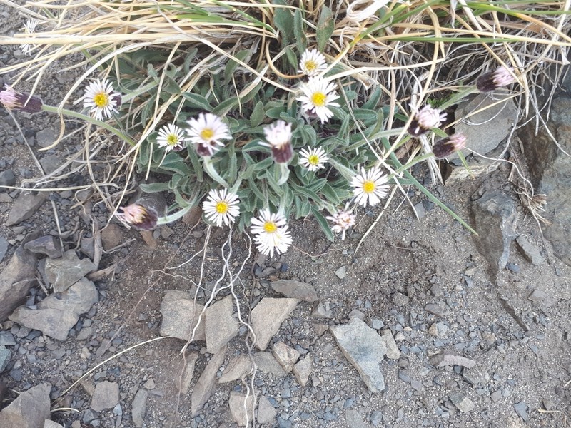 Erigeron schnackii