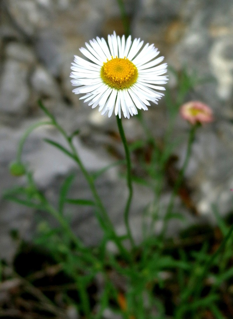 Erigeron scoparioides