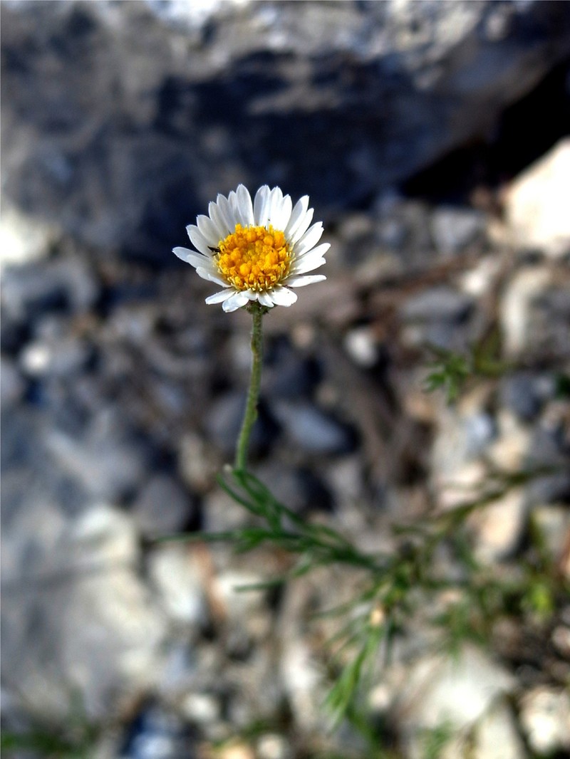 Erigeron scoparioides photo 2