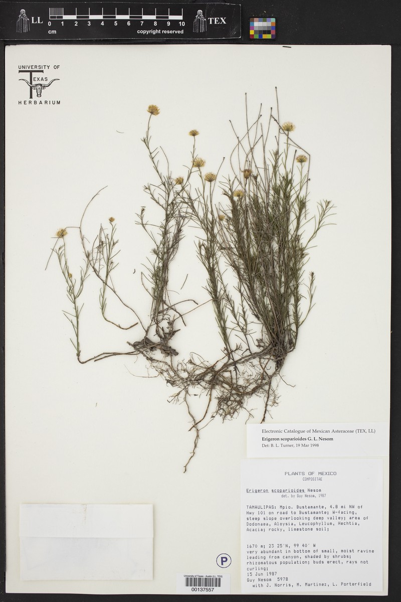 Erigeron scoparioides photo 3