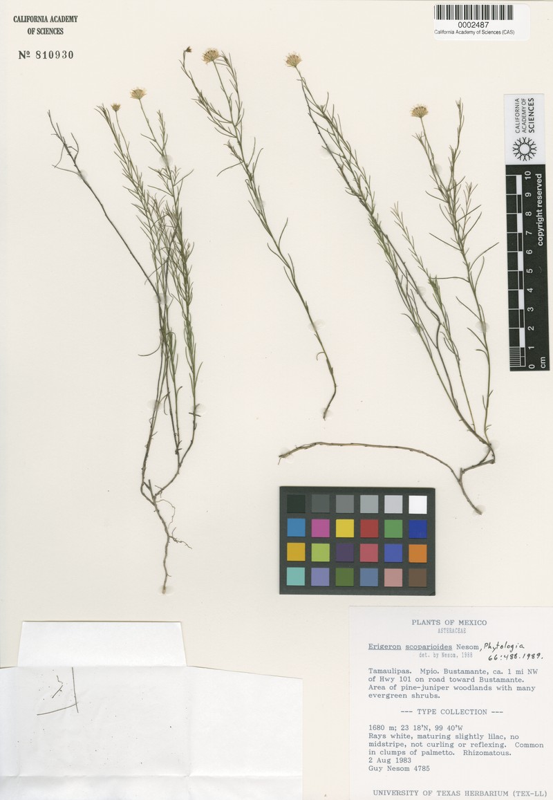 Erigeron scoparioides photo 4