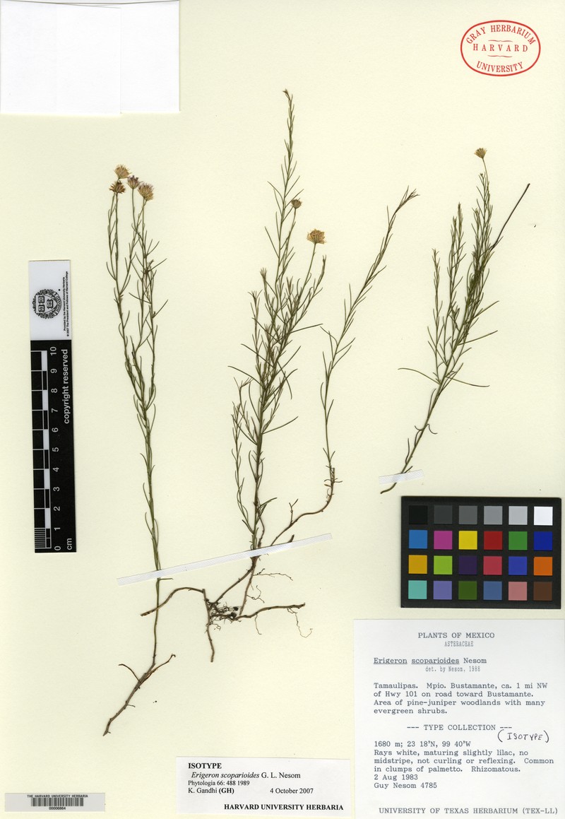 Erigeron scoparioides photo 5