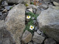 Winn Falls Fleabane