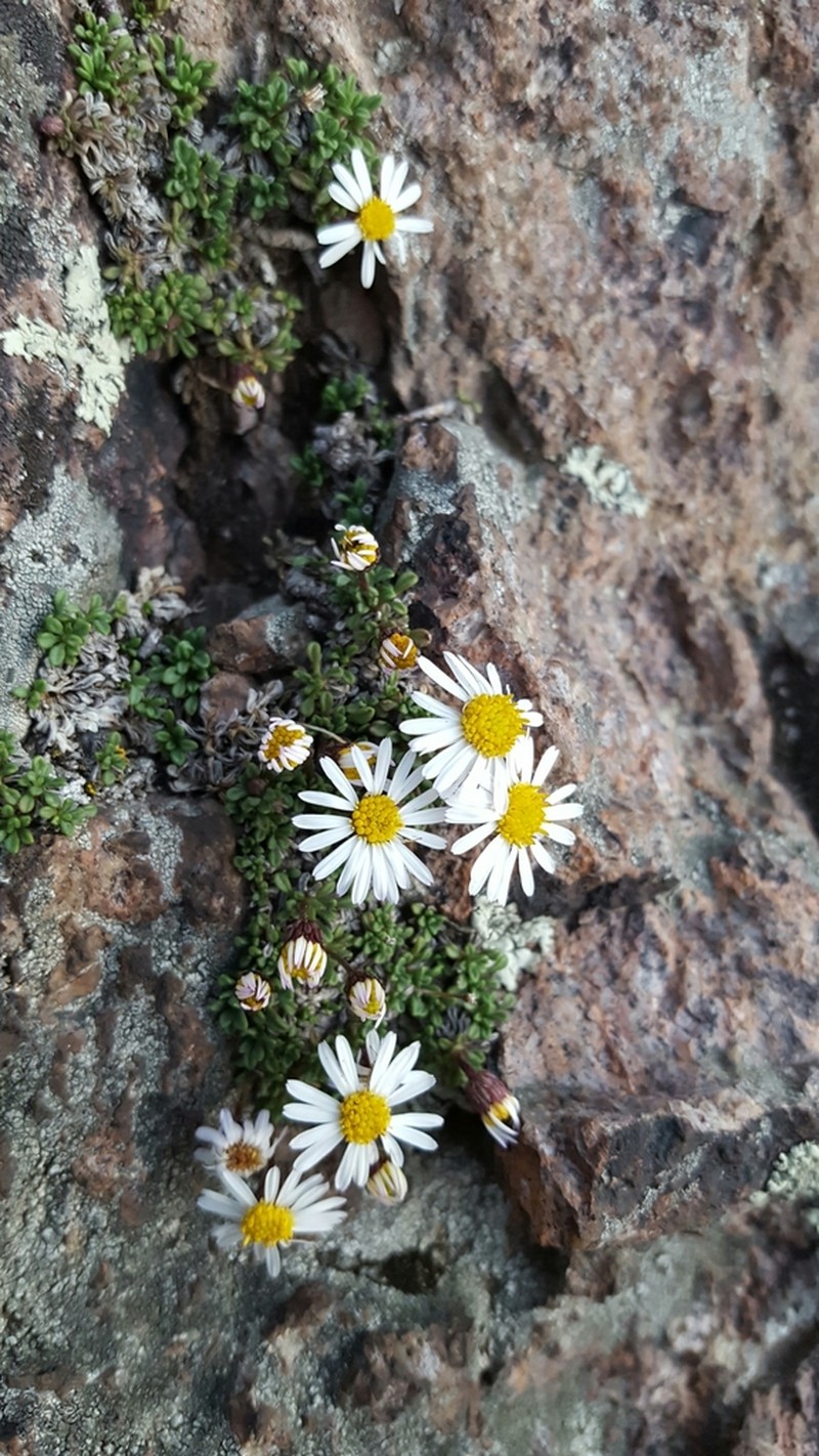 Winn Falls Fleabane photo 5