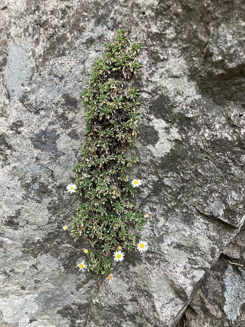 Winn Falls Fleabane
