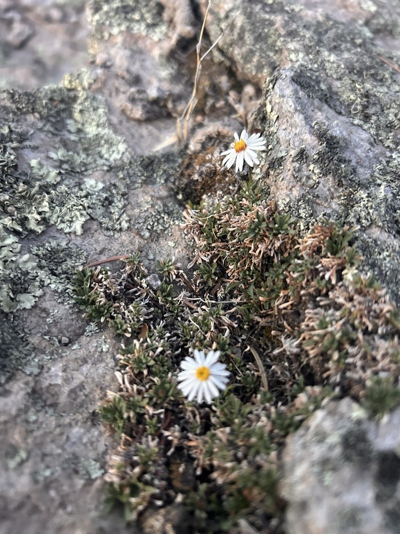 Winn Falls Fleabane photo 2