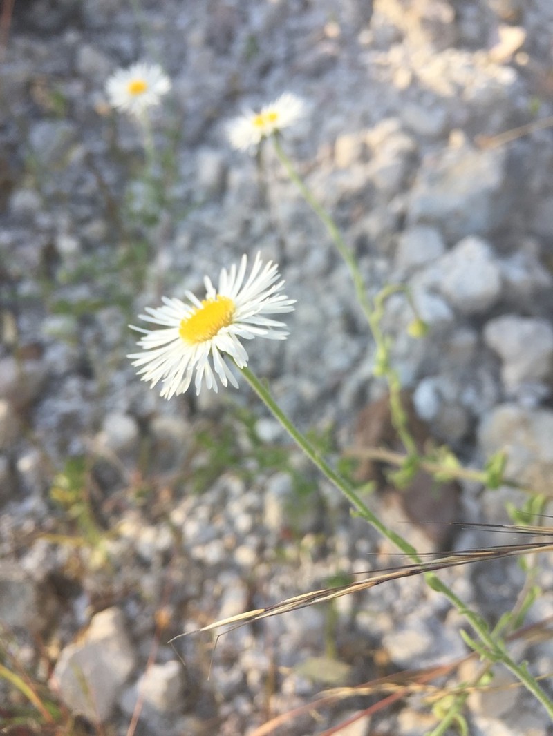 Erigeron seemannii photo 2