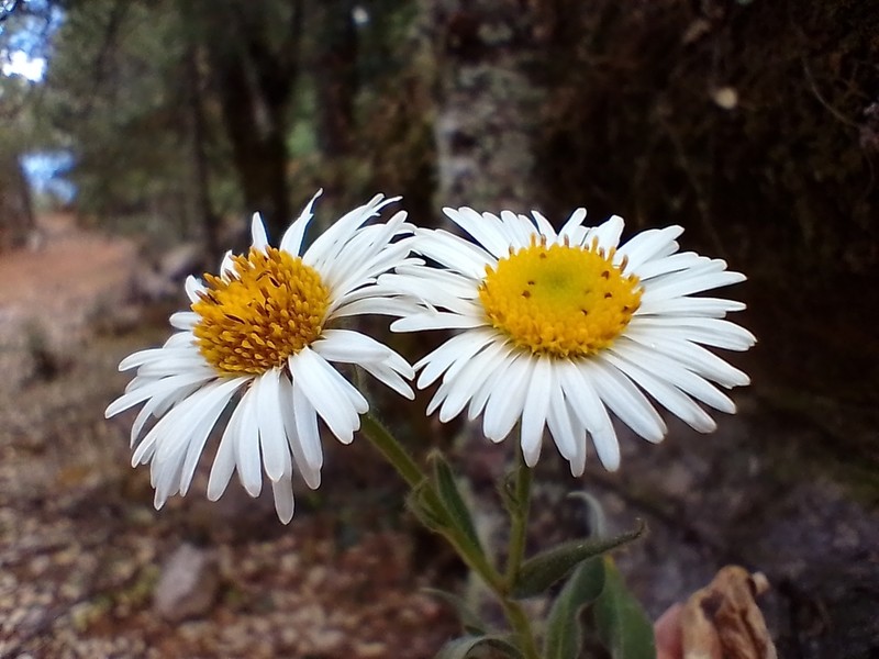 Erigeron seemannii photo 3