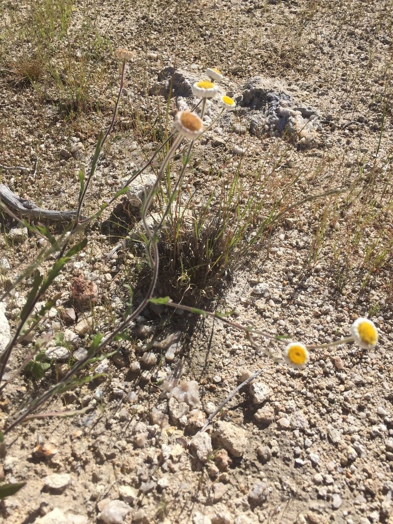 Erigeron seemannii photo 4