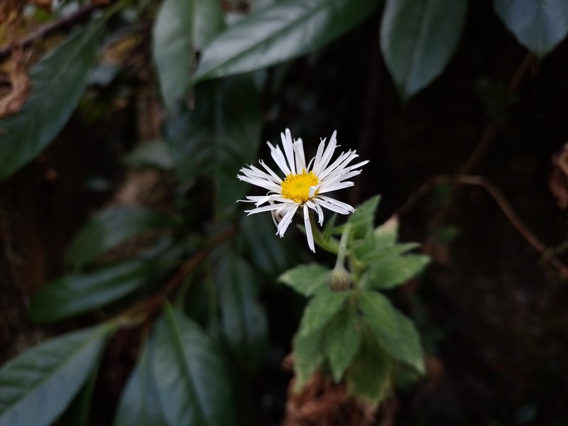 Erigeron seemannii photo 5