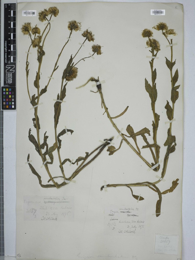 Erigeron semibarbatus