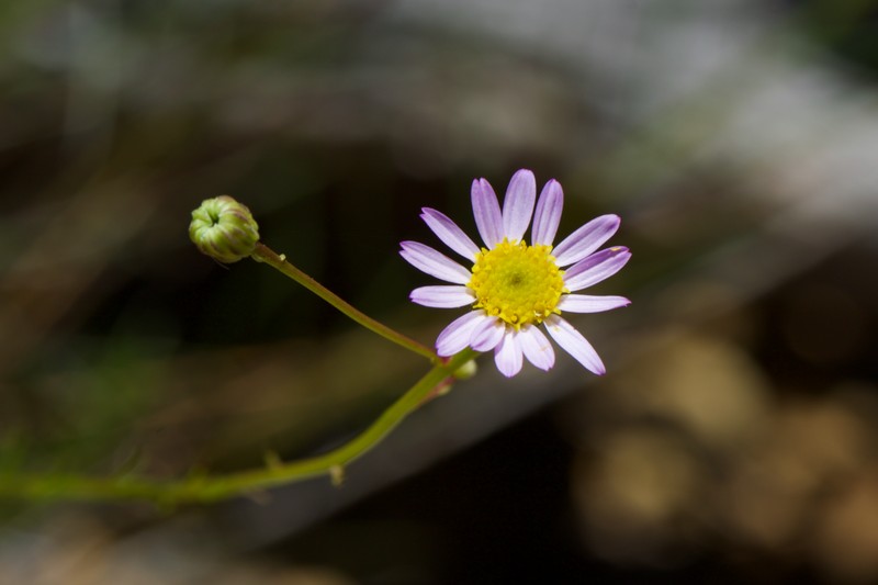 Serpentine Erigeron