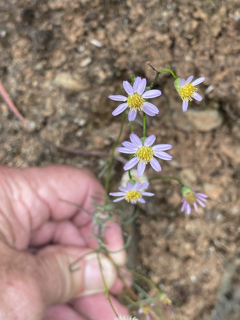 Serpentine Erigeron