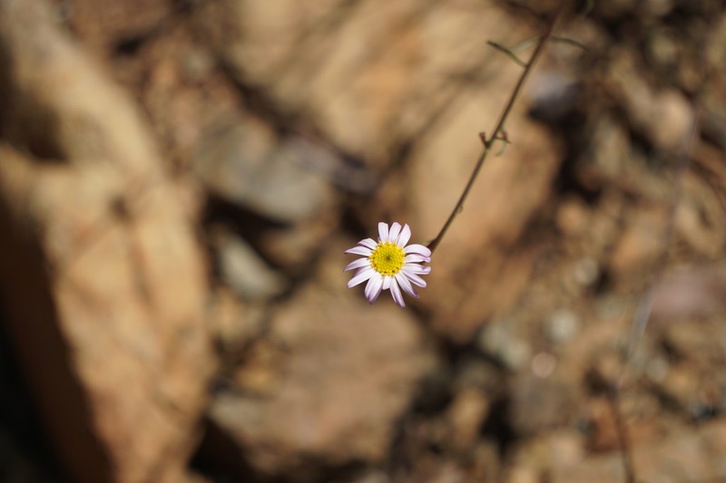 Serpentine Erigeron photo 2